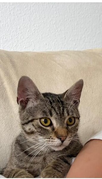 Neugieriger Kater Woody
