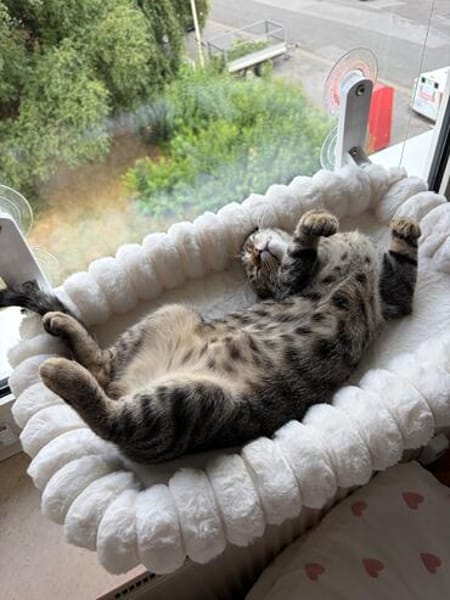 Neugieriger Kater Woody