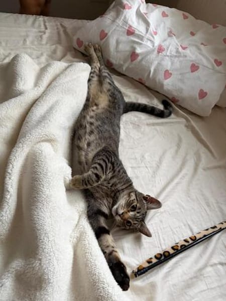 Neugieriger Kater Woody