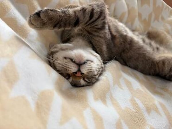 Neugieriger Kater Woody
