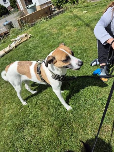 Unsere hübsche Bella sucht ein Zuhause