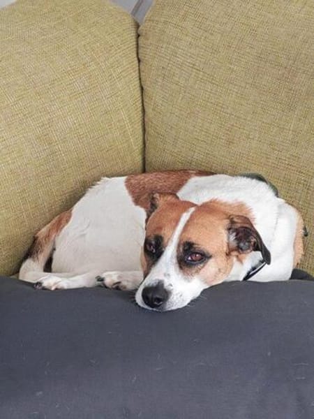 Unsere hübsche Bella sucht ein Zuhause
