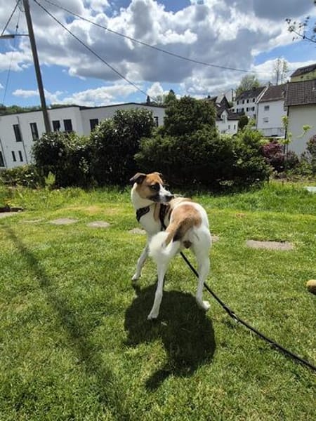 Unsere hübsche Bella sucht ein Zuhause