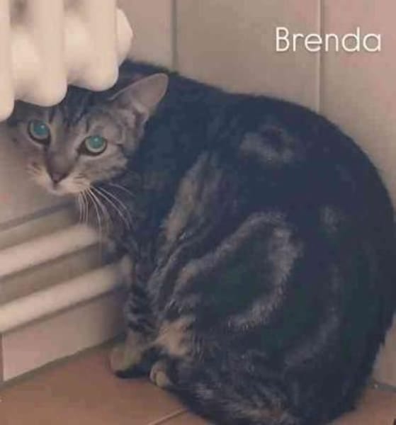 Brenda Infos folgen