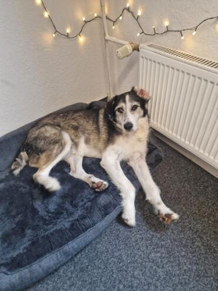 Fröhlicher und menschenbezogener STEVIE sucht!