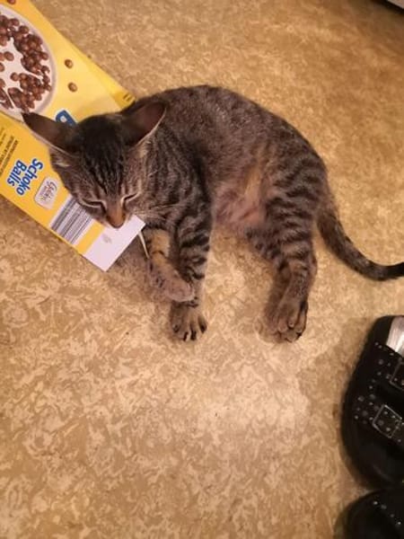Schmusekater Tiger sucht passende Dosenöffner