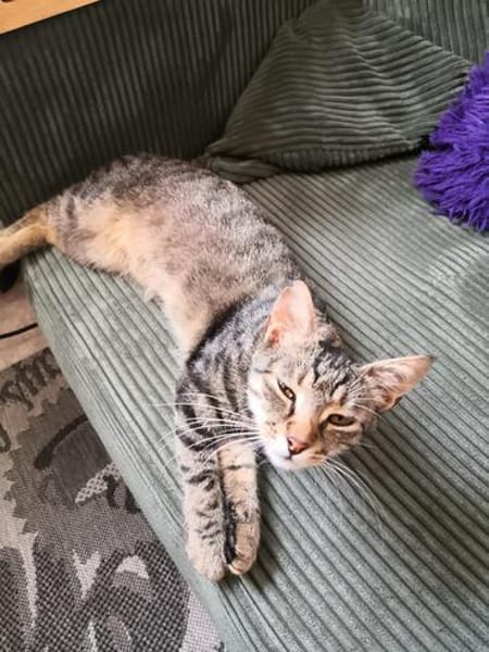 Schmusekater Tiger sucht passende Dosenöffner