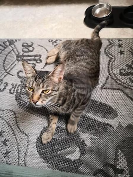 Schmusekater Tiger sucht passende Dosenöffner