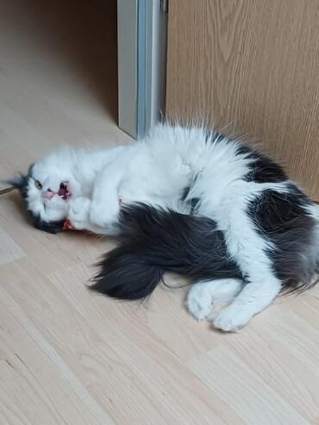 Traumhafte Fraya sucht Traumzuhause