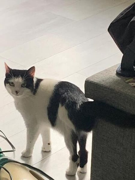 CHER-bezaubernde, hübsche Katzen-Dame