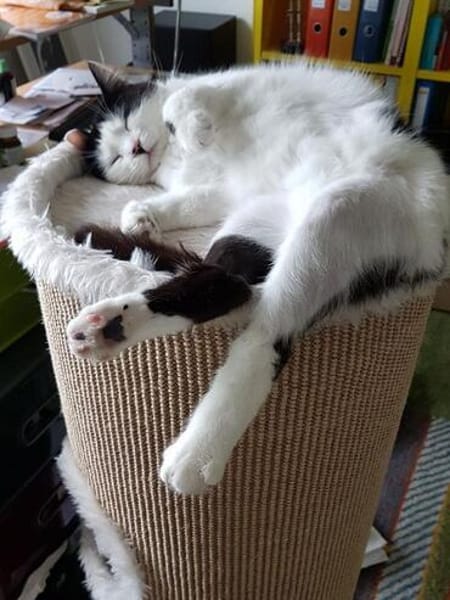 CHER-bezaubernde, hübsche Katzen-Dame