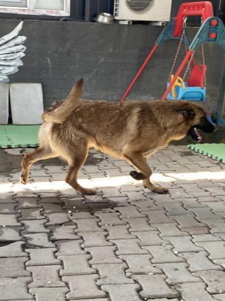 Lucky sucht ein Zuhause