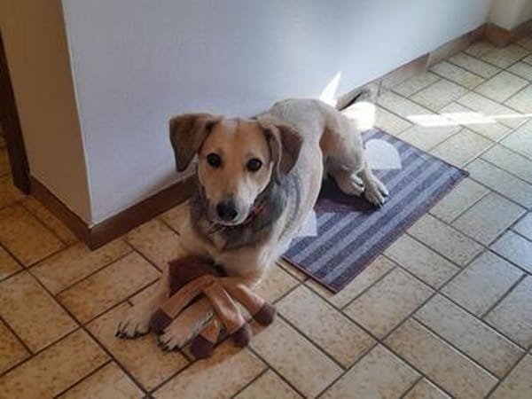 MABLE-hübsche, liebevolle Hündin