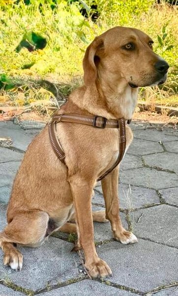 Familien Hund Zara sucht ein Körbchen