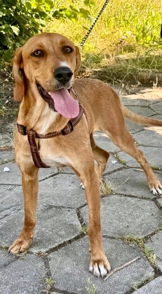 Familien Hund Zara sucht ein Körbchen