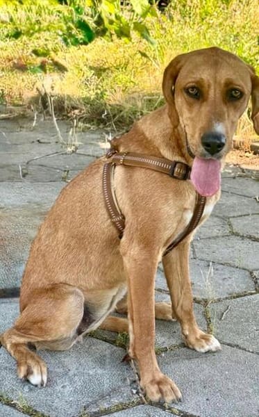 Familien Hund Zara sucht ein Körbchen