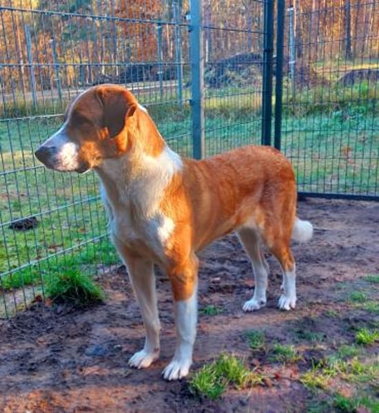 Moisès. Gnadenadoption