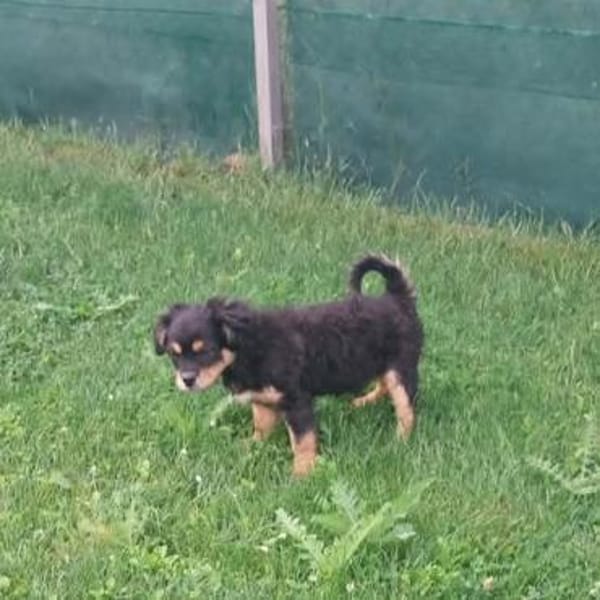 Frodo -vorvermittelt-