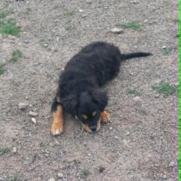 Frodo -vorvermittelt-
