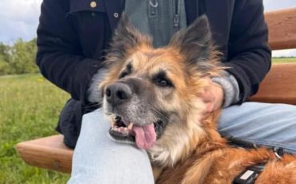 Imposanter Koda sucht Zuhause