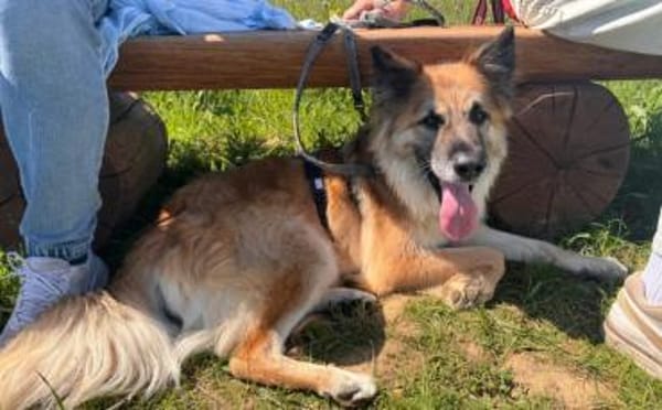 Imposanter Koda sucht Zuhause