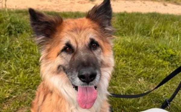 Imposanter Koda sucht Zuhause