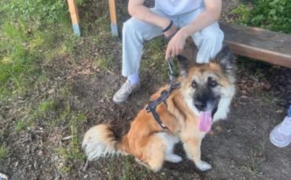 Imposanter Koda sucht Zuhause