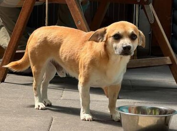 OSKAR-süßer, liebenswerter, kleiner Rüde