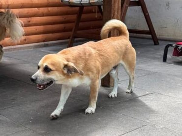 OSKAR-süßer, liebenswerter, kleiner Rüde