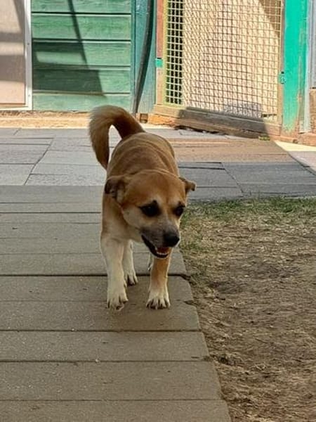 OSKAR-süßer, liebenswerter, kleiner Rüde
