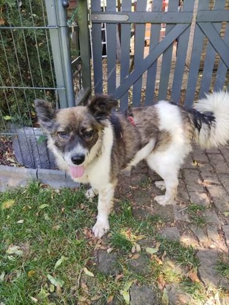 ❤Rosita sucht ein ruhiges Zuhause...