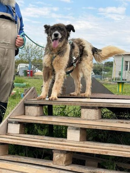 ❤Rosita sucht ein ruhiges Zuhause...