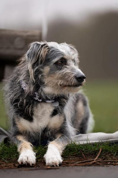 Murphy - Neugieriger Entdecker