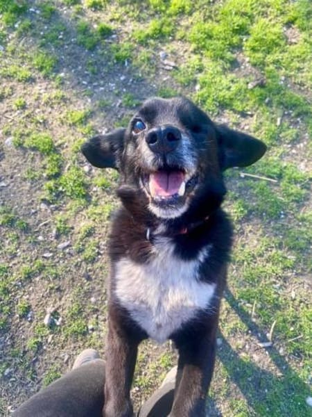 BOBBY ca. 11 J. sucht Gnadenbrotplatz