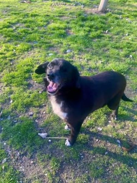 BOBBY ca. 11 J. sucht Gnadenbrotplatz