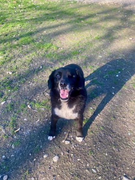 BOBBY ca. 11 J. sucht Gnadenbrotplatz