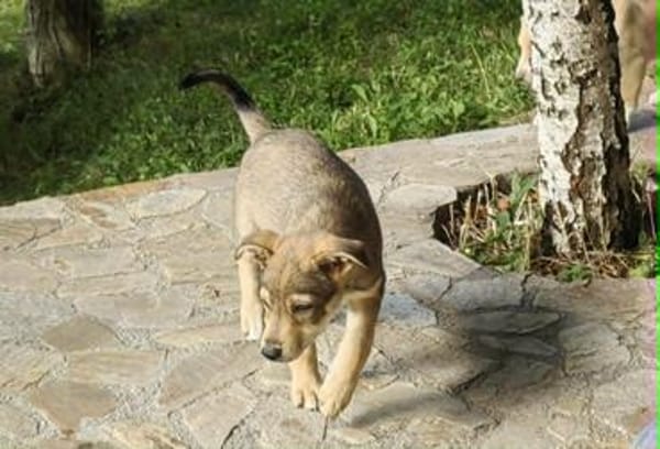 Welpe Finn sucht Körbchen