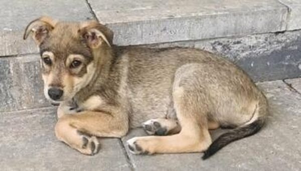 Welpe Finn sucht Körbchen