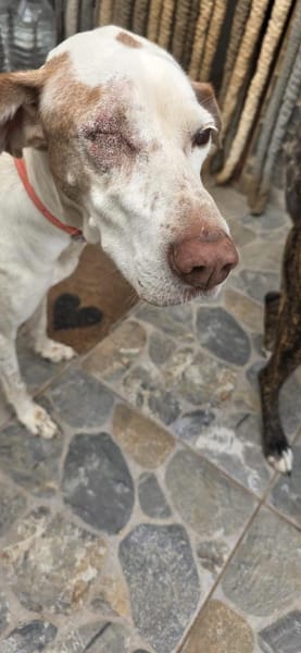 Jara