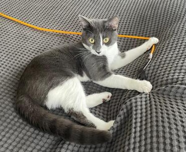 Simba u. Carlos suchen ein ruhiges Zuhause