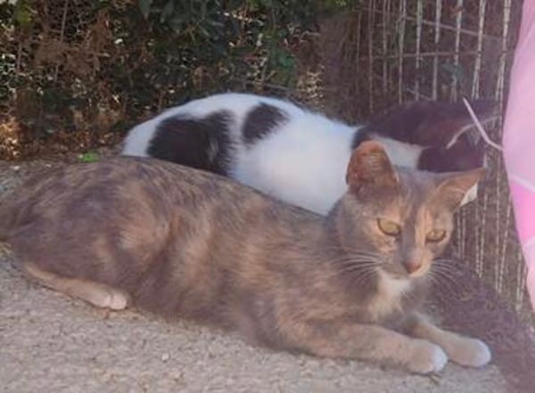 Lola sucht ihr Zuhause