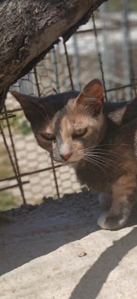 Lola sucht ihr Zuhause