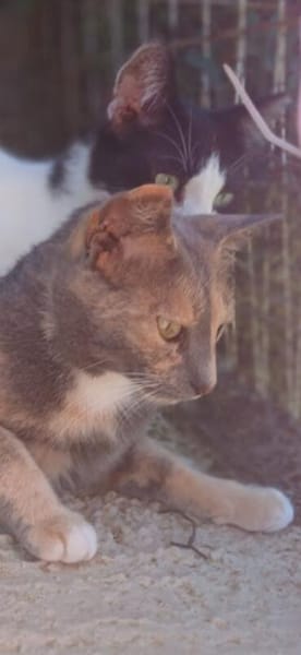 Lola sucht ihr Zuhause