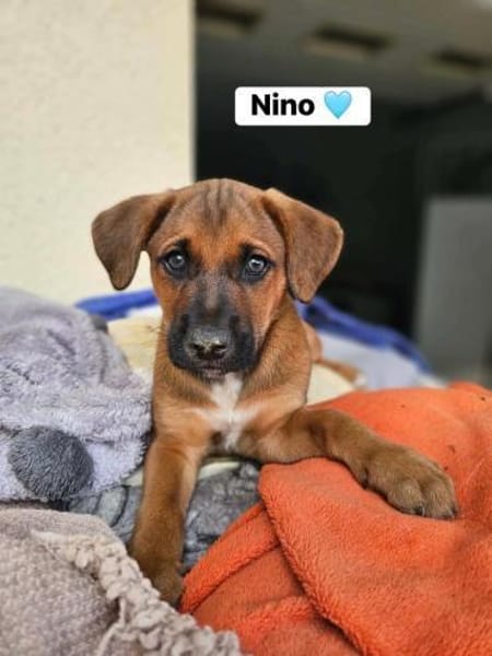 Hübscher Nino