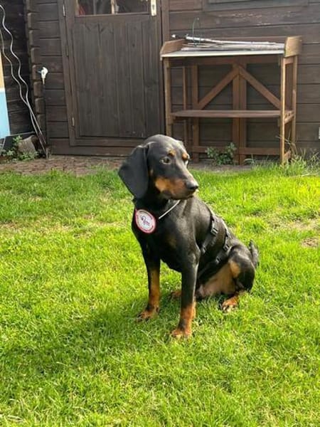 Emil sucht seine Familie 🏡🐾