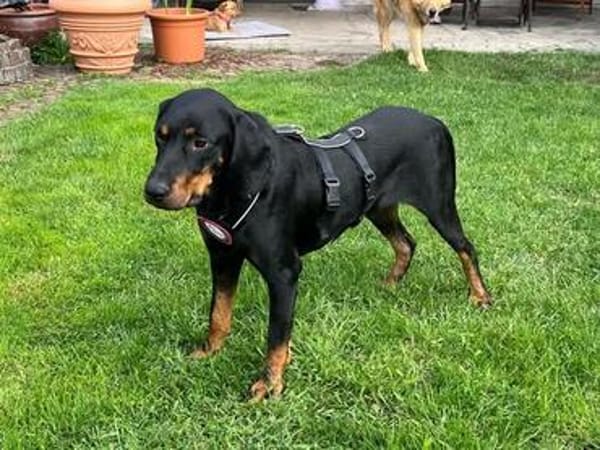 Emil sucht seine Familie 🏡🐾