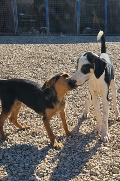 Lian möchte mit dir das Hunde 1x1 lernen