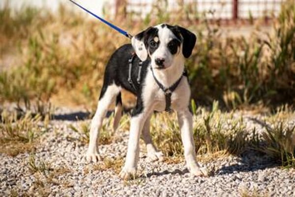 Lian möchte mit dir das Hunde 1x1 lernen