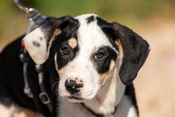 Lian möchte mit dir das Hunde 1x1 lernen