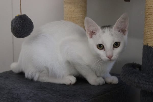 Martine